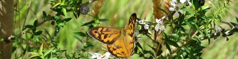 مبادرة الرؤية الخضراء